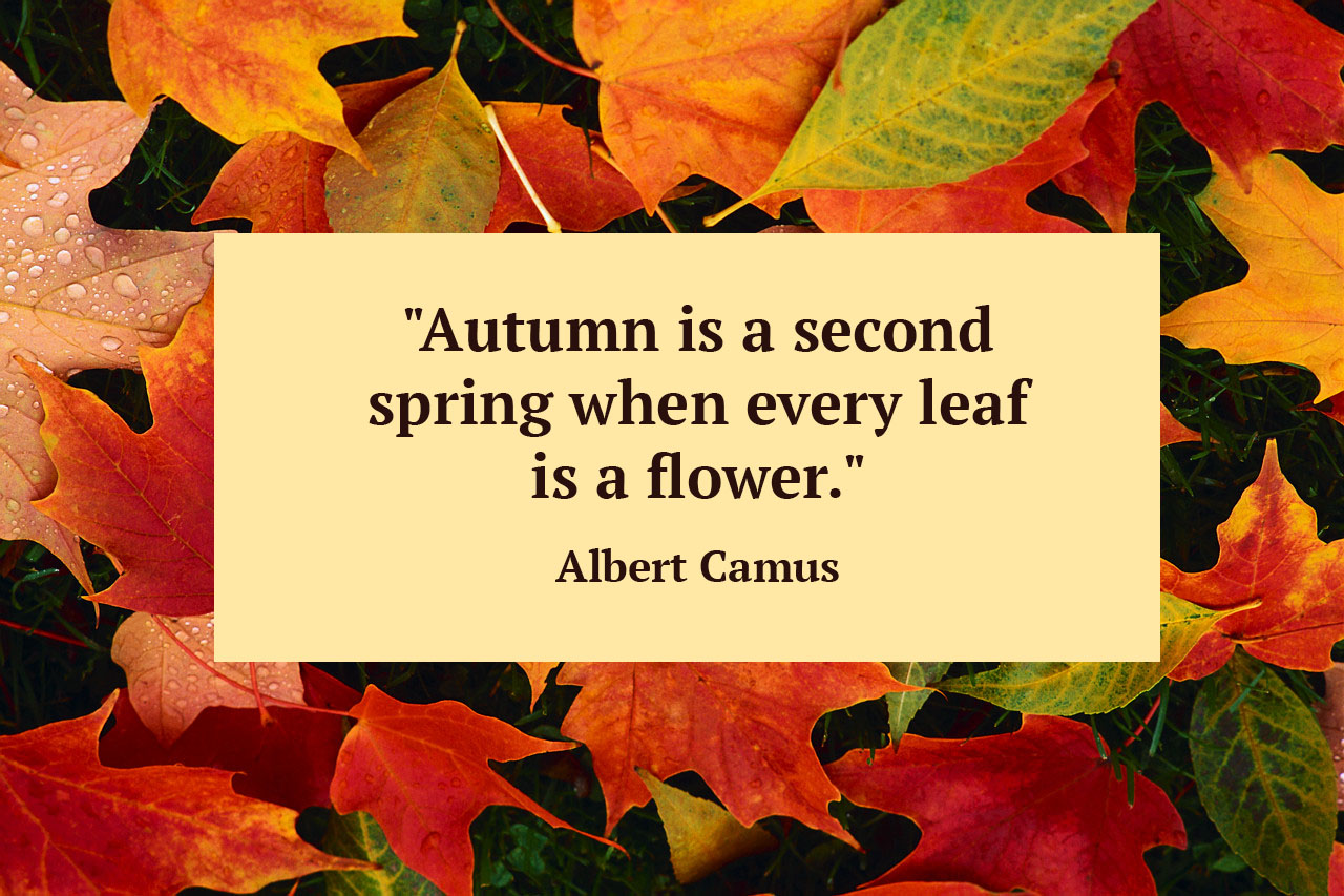 Quotes About Autumn Leaves